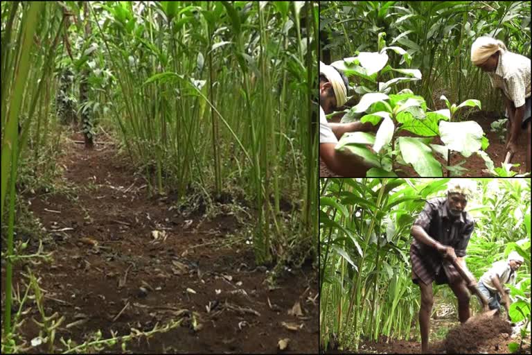 idukki cardamom farmers in crisis  no workers in cardamom workers  idukki cardamom farming  വിളവെടുക്കാനാളില്ല  ഏലത്തോട്ടം മേഖല പ്രതിസന്ധിയിൽ  ഇടുക്കി ഏലത്തോട്ടം മേഖല പ്രതിസന്ധിയിൽ