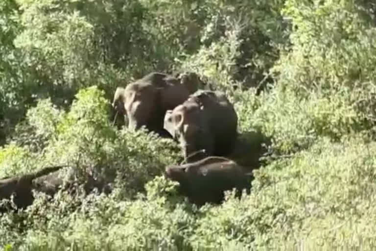 Two tuskers die of electrocution in Bannerghatta National Park in Karnataka