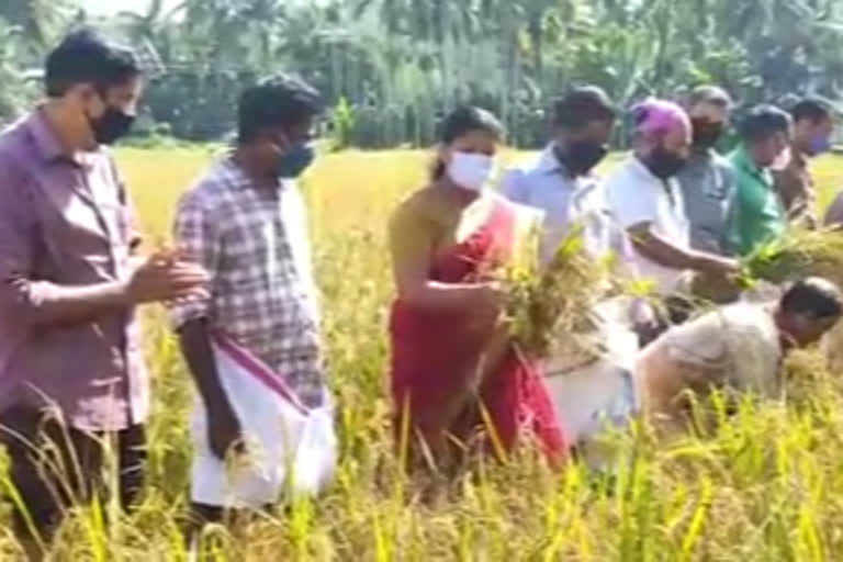 Paddy harvest  Mundapalam  Muyyam  സുഭിക്ഷ കേരളം  നെൽകൃഷി  വിളവെടുപ്പ്  മുയ്യം  കണ്ണൂർ  ഉമ വിത്ത്