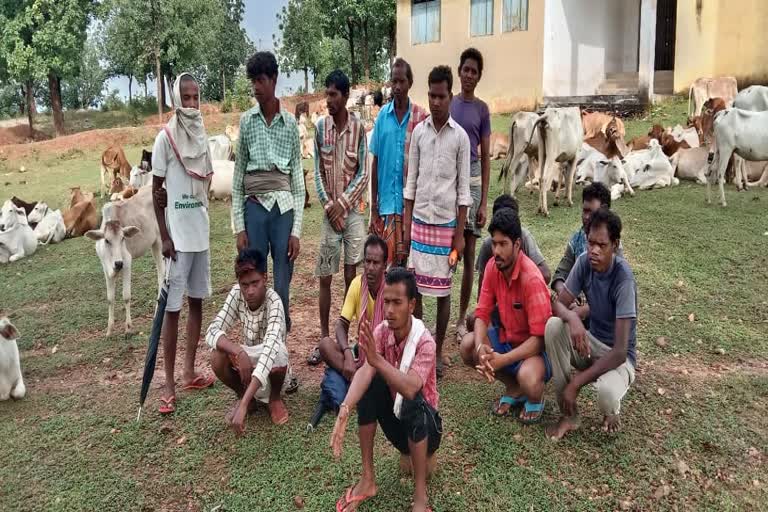 smuggling of cattle in raigarh