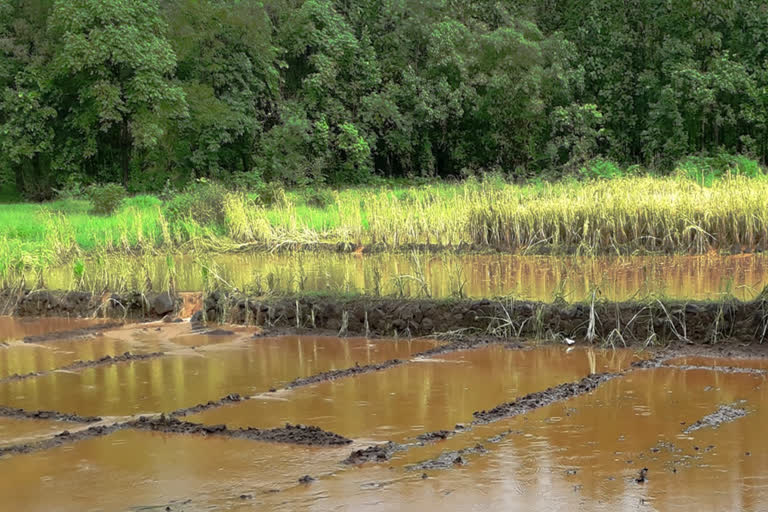 rice farming in sindhudurg