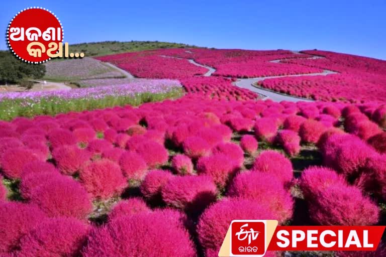 hitachi seaside park, hitachi park, japan's hitachi park, unknown fact, unknown fact on hitachi park, ହିତାଚି ସିସାଇଡ ପାର୍କ, ହିତାଚି ପାର୍କ, ଜାପାନର ହିତାଚି ପାର୍କ, ଅଜଣା କଥା, ହିତାଚି ପାର୍କକୁ ନେଇ ଅଜଣା କଥା