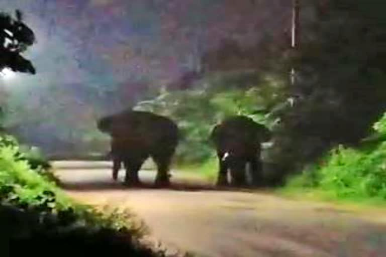 Elephants roamed in Khoradha, people are panicked