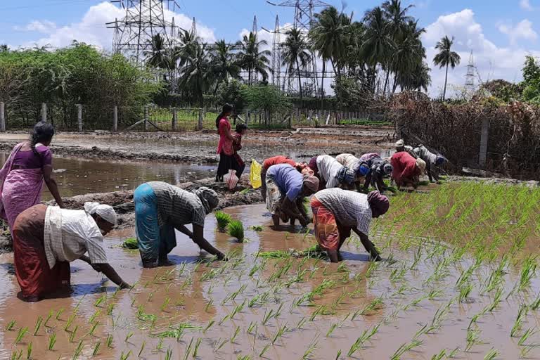 தொழிலாளர்களுக்கு கைகொடுத்த விவசாயம்