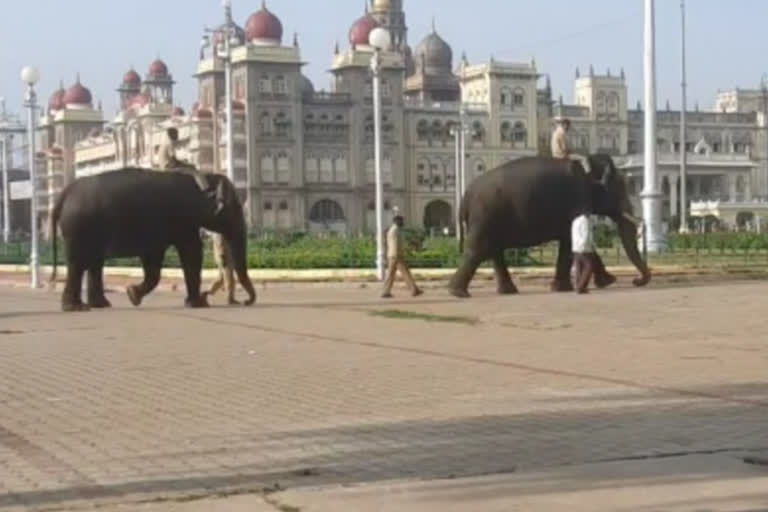 Elephant Workout in the Palace premises