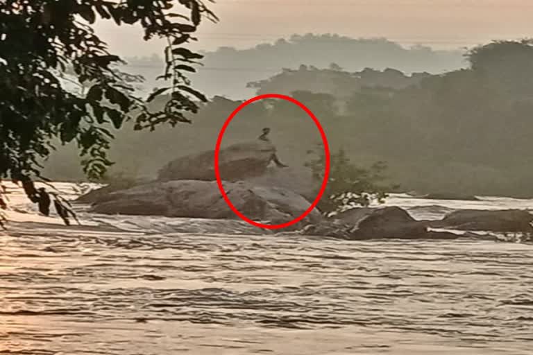 youth trapped in river in simdega