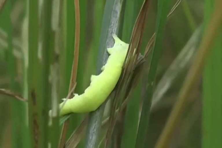 insect destroys 100 acres of paddy field at Jogighopa