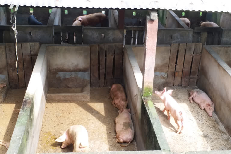 Banker turned piggery in Tezpur