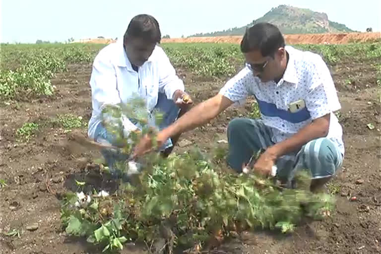 ಮಳೆಯಿಂದ ಬೆಳೆಗೆ ಹಾನಿ