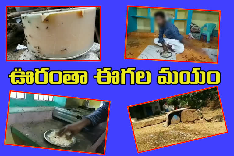 people facing problem with flies at parakalva village Chittoor district