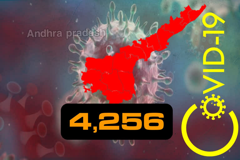 4256 new corona cases registered in andhrapradesh