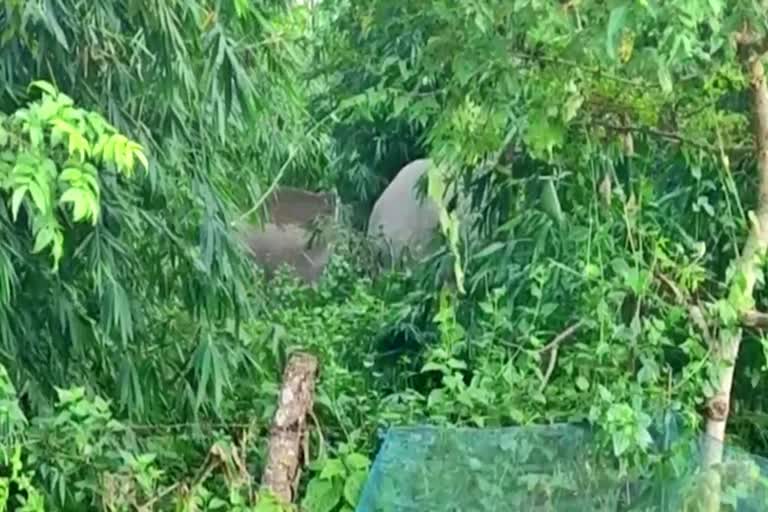 Wild elephant terror in Gossaigaon