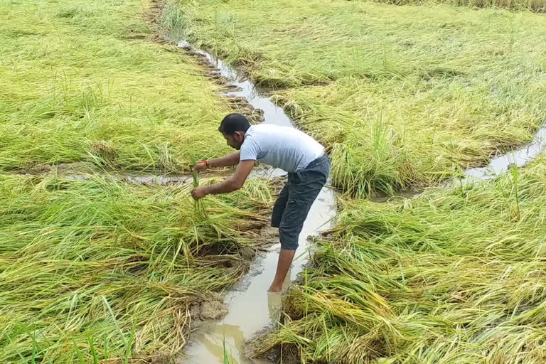 नुकसानग्रस्त धान पीक