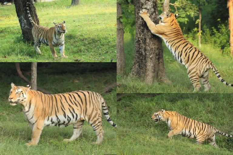 Collarwali Tigress of Pench national park