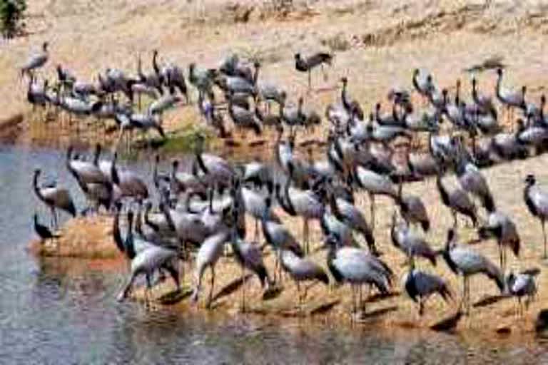 सांभर झील त्रासदी,  Sambhar Lake tragedy,  bird tragedy in Sambhar Lake