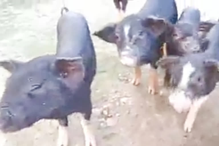 A self-help group has found a way to become self-sufficient by raising fish and pigs.