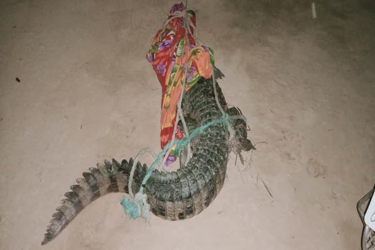 khatima crocodile found in village news