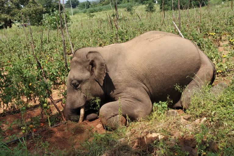 elephant died in gundlupete