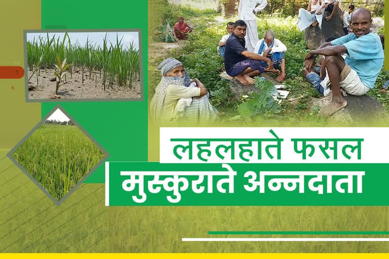 good-transplantation-of-paddy-crops-in-palamu