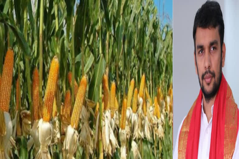 tdp demands for support price for maize