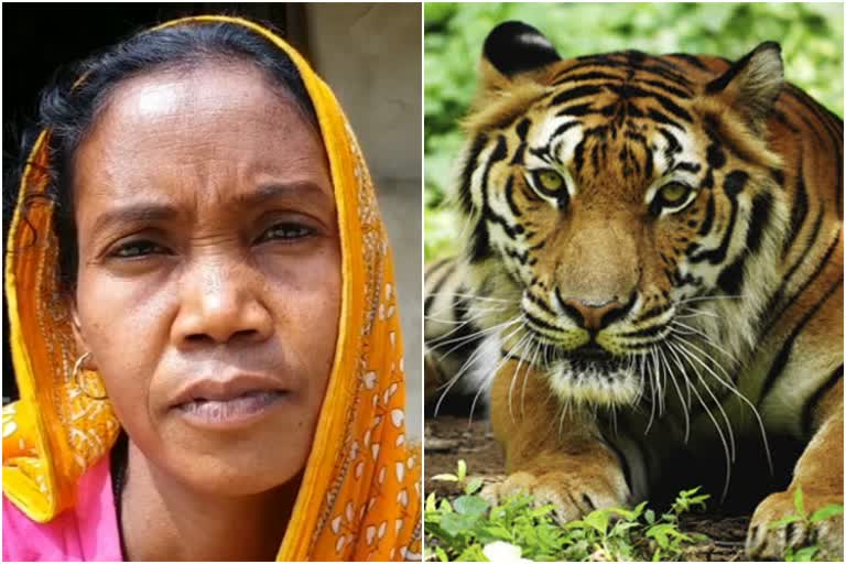 Tiger Widows of Sunderbans