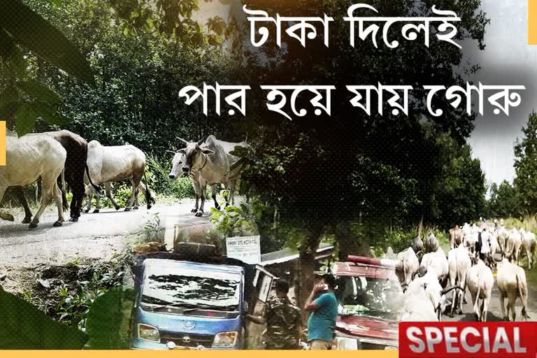 Cow trafficking in Birbhum