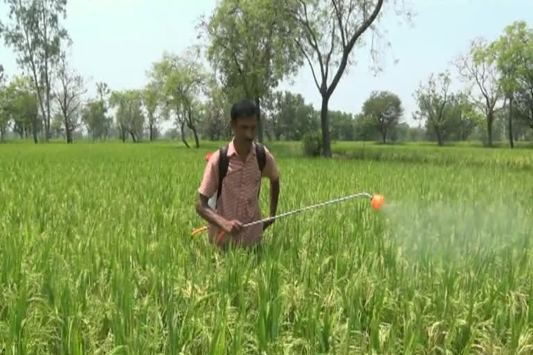 Kharif crop affected, Baragagh farmers in trouble due to pests