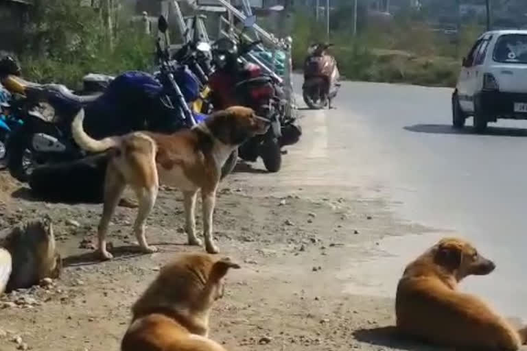 people of anantnag worrie from stray dogs