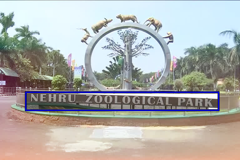 Visitors allowed into the Nehru Zoological Park with Kovid rules in Hyderabad