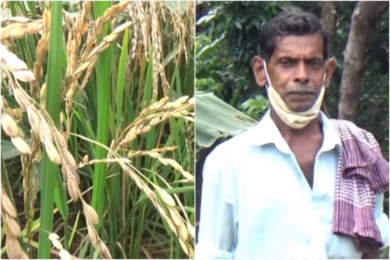 hilltop rice farming  success story  Malappuram  മലമുകളിലെ കരനെൽ കൃഷി  മലപ്പുറം  കരനെൽ കൃഷിയിലെ വിജയഗാഥ