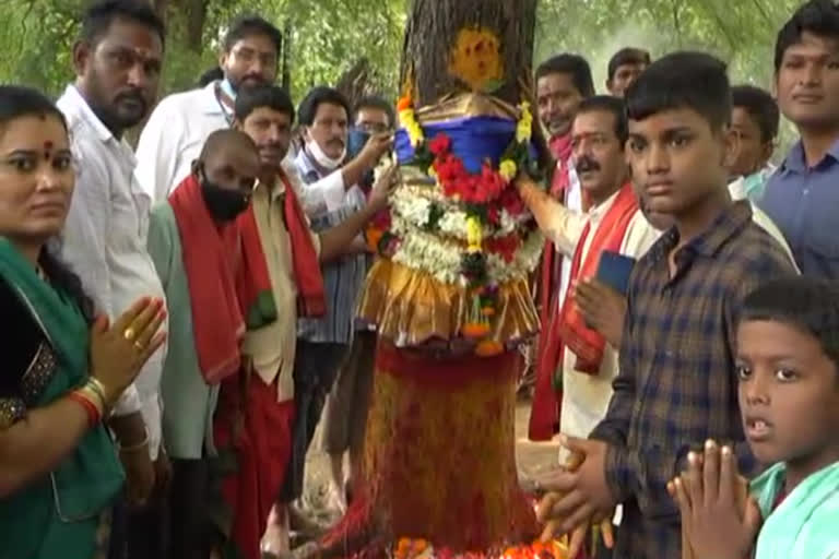 sirimanu-tree-identified-for-paidithalli-sirimanotsav-at-balaram-puram-in-vijayanagaram-district