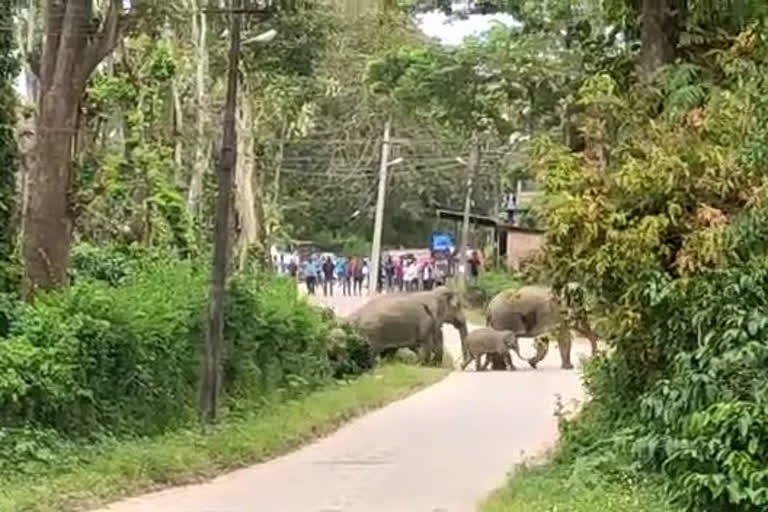 Elephant herds