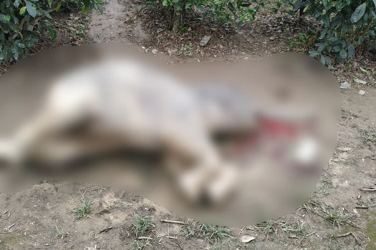 elephant death at rangapara