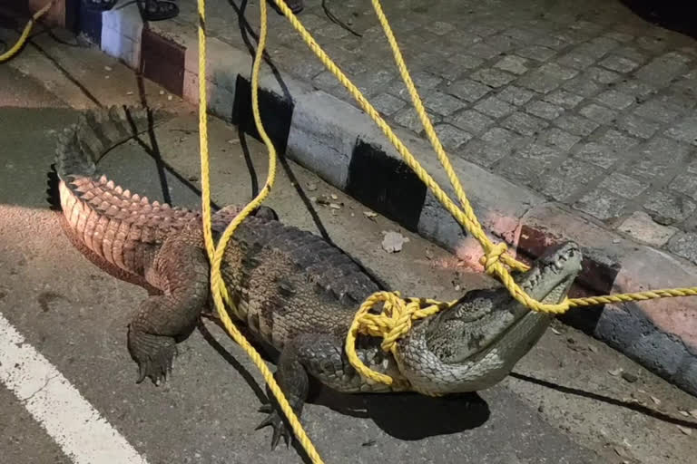 dharmapuri hoganakkal crocodile