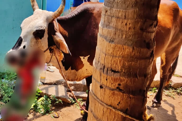 cow died in a crude bomb exploded, cow died in a crude bomb exploded at Tirupati, Tirupati crude bomb exploded, Tirupati crude bomb exploded news, ಕಚ್ಚಾಬಾಂಬ್ ಸ್ಫೋಟಗೊಂಡು ಗೋಮಾತೆ ಸಾವು, ಹಣ್ಣೆಂದು ತಿನ್ನಲು ಹೋಗಿ ಕಚ್ಚಾಬಾಂಬ್ ಸ್ಫೋಟಗೊಂಡು ಗೋಮಾತೆ ಸಾವು, ತಿರುಪತಿಯಲ್ಲಿ ಕಚ್ಚಾಬಾಂಬ್ ಸ್ಫೋಟಗೊಂಡು ಗೋಮಾತೆ ಸಾವು, ತಿರುಪತಿ ಕಚ್ಚಾಬಾಂಬ್​ ಸ್ಫೋಟ, ತಿರುಪತಿ ಕಚ್ಚಾಬಾಂಬ್​ ಸ್ಫೋಟ ಸುದ್ದಿ,