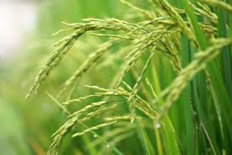 Telangana govt to purchase paddy