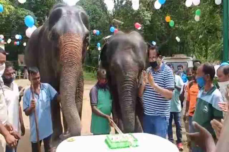 Celebrated elephant Rajni 11th Birthday in seraikela, Dalma Wild Life Century, news of dalma park seraikela, सेरायकेला में हाथिनी रजनी का 11 वां जन्मदिन मनाया गया, दलमा वाइल्ड लाइफ सेंचुरी, सरायकेला दलमा पार्क की खबरें