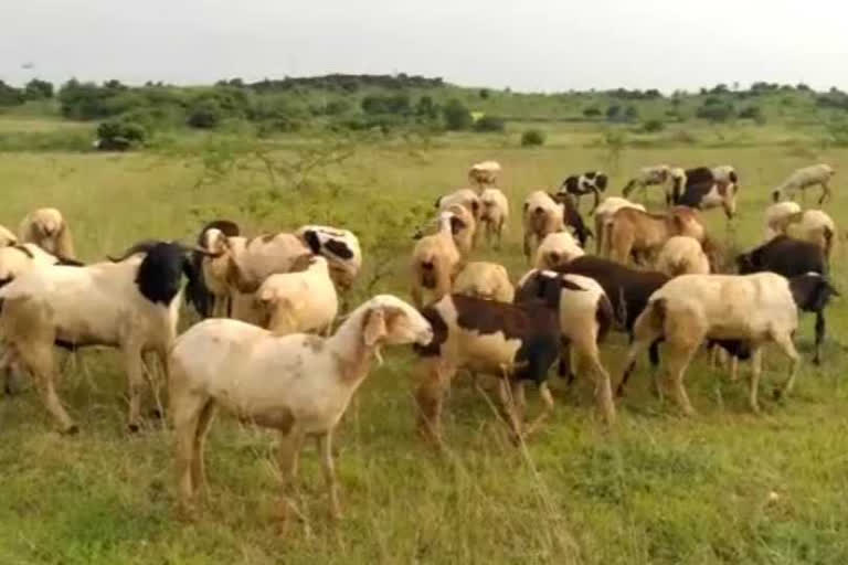 neeli-naluka-disease-for-sheep-in-ananthapuram-district