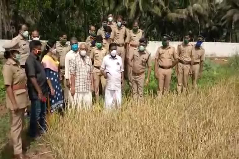 palakkad district jail  palakkad district jail paddy harvesting  paddy harvesting jail  ജില്ല ജയിലിൽ കൊയ്‌ത്തുത്സവം  ജയിലിൽ കൊയ്‌ത്തുത്സവം  കെ.വിജയദാസ് എംഎൽഎ കൊയ്‌ത്ത്