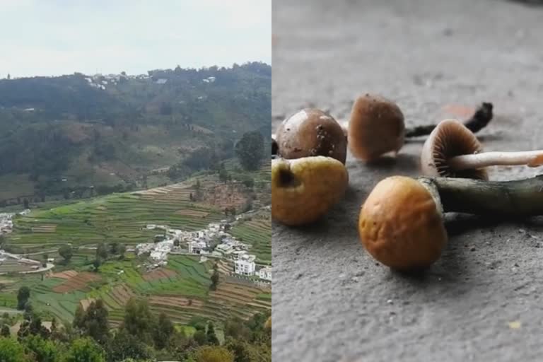 kodaikanal mushrooms