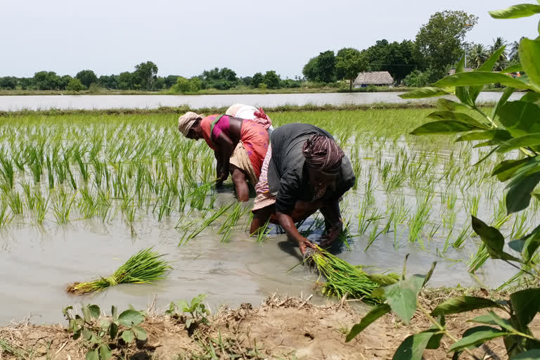 kharif production will definitely increase this year