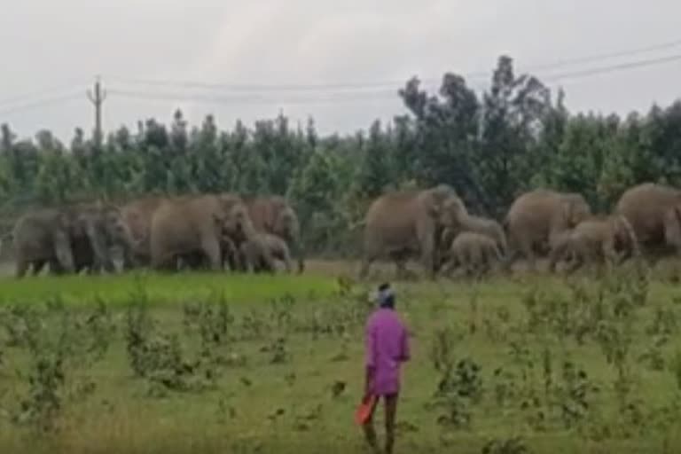 elephant enter towards the village