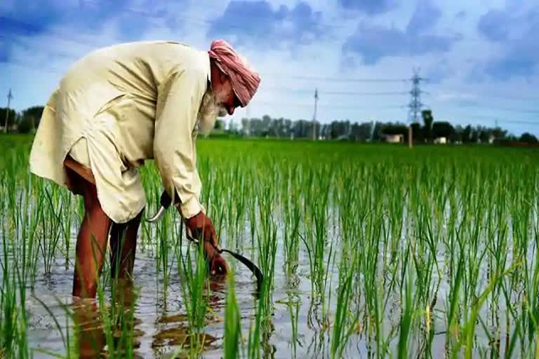 Amarinder orders clearance of pending dues of farmers of peddy purchage