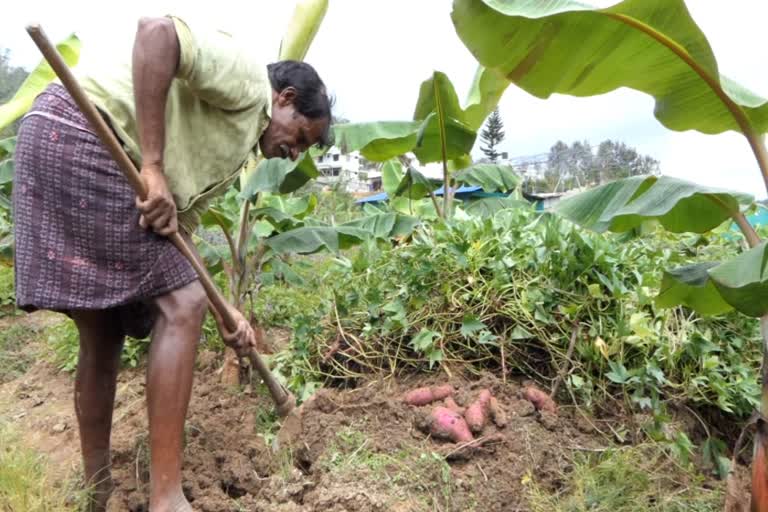 Banana farmers in the High Range  Banana farmers in idukki  ഏത്തവാഴ കര്‍ഷകര്‍ വീണ്ടും കൃഷി ഇറക്കി  ഏത്തവാഴ കര്‍ഷകര്‍  ഏത്തവാഴ കര്‍ഷകര്‍ വാര്‍ത്ത  ഹൈറേഞ്ചിലെ ഏത്തവാഴ കര്‍ഷകര്‍  ഹൈറേഞ്ചിലെ ഏത്തവാഴ കര്‍ഷകര്‍ വാര്‍ത്ത