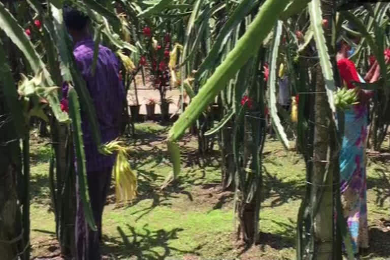 Adivasi couple in Naxalbari village growing dragon fruit