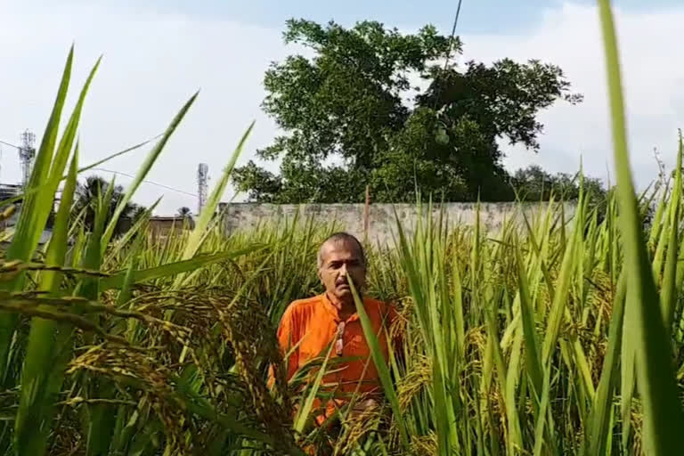 Agriculture enthusiast successfully grows rice on terrace using unique method