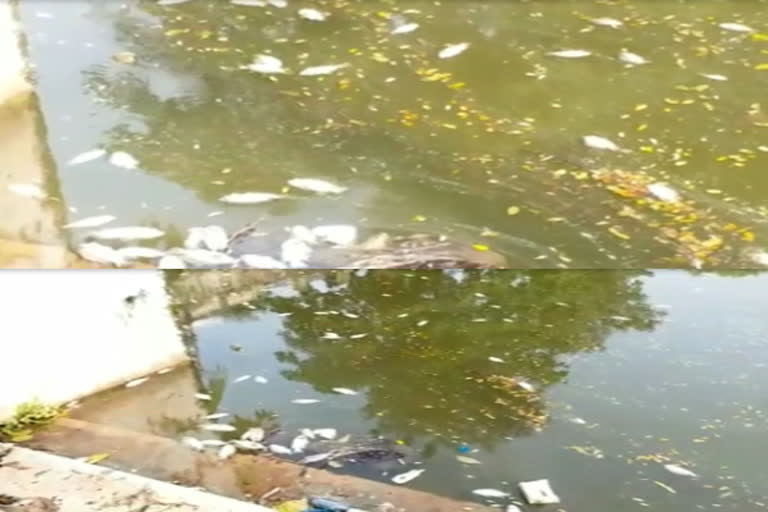 fish were killed in the pond