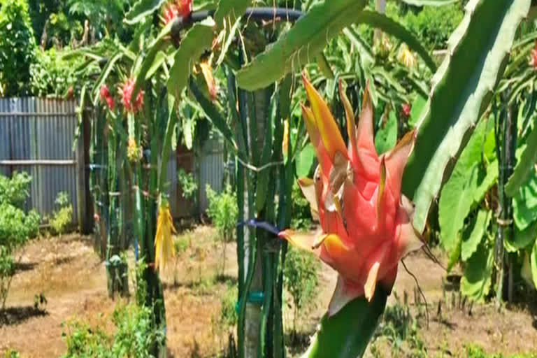 dragon fruit