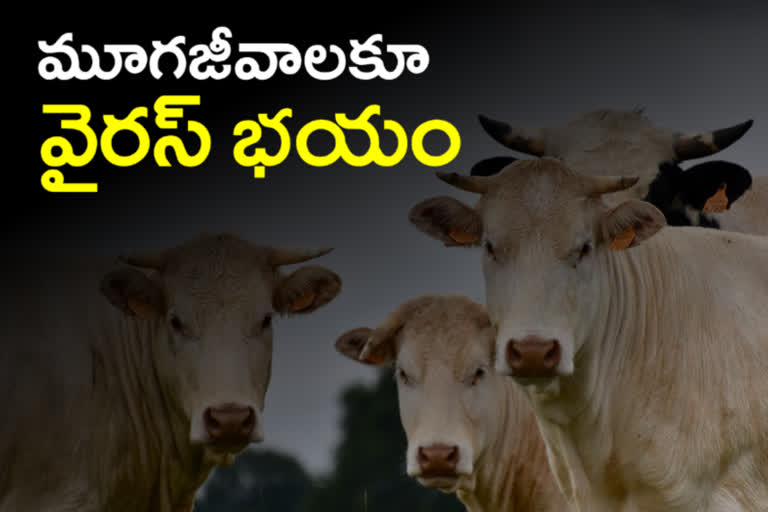 lumpy skin disease increasing in telangana