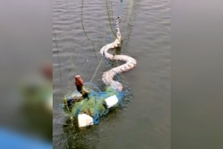 15 feet python stuck, 15 feet python stuck in fish net, 15 feet python stuck in fish net at krishna district, python stuck in fish net, python news, ಮೀನಿನ ಬಲೆಗೆ ಬಿದ್ದ ಬೃಹತ್​ ಹೆಬ್ಬಾವು, ಕೃಷ್ಣಾ ಜಿಲ್ಲೆಯಲ್ಲಿ ಮೀನಿನ ಬಲೆಗೆ ಬಿದ್ದ ಬೃಹತ್​ ಹೆಬ್ಬಾವು, ಮೀನಿನ ಬಲೆಗೆ ಬಿದ್ದ ಬೃಹತ್​ ಹೆಬ್ಬಾವು ಸುದ್ದಿ, ಹೆಬ್ಬಾವು ಸುದ್ದಿ,